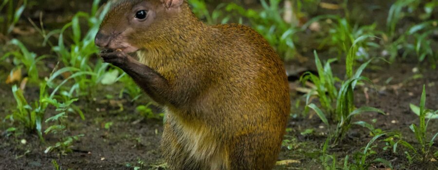 Costa Rica Expedition