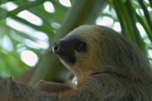 NATURE EXPEDITION COSTA RICA