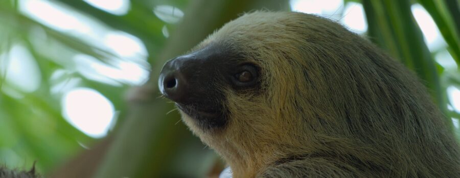NATURE EXPEDITION COSTA RICA