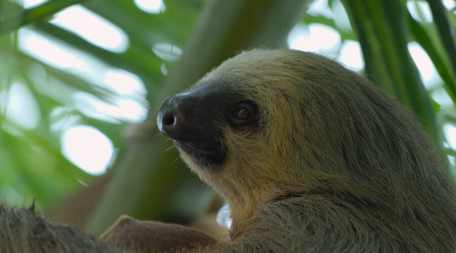 NATURE EXPEDITION COSTA RICA