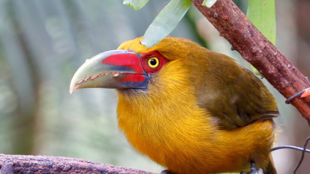 Brazils Pantanal