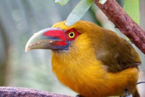 Brazils Pantanal