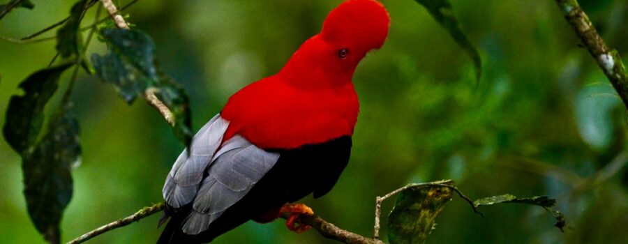 Ecuador Expedition