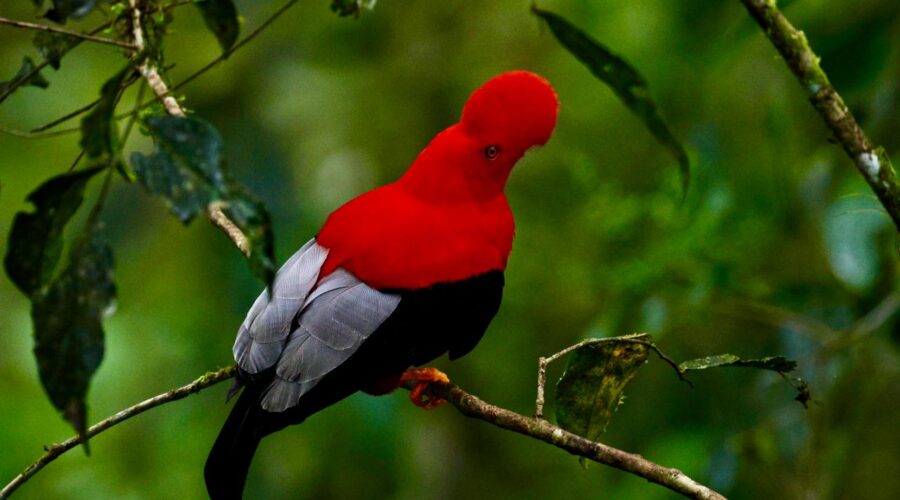 Ecuador Expedition